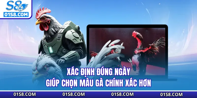 Xác định đúng ngày giúp chọn màu gà chính xác hơn